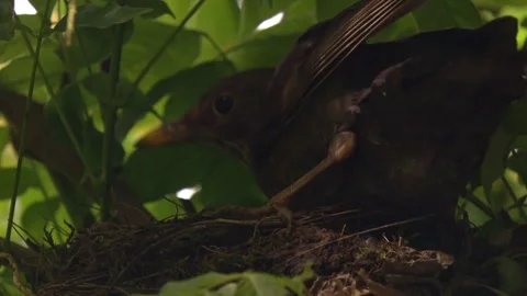 Close-up of blackbird returning to open nest to resume brooding 스톡 동영상 330949021