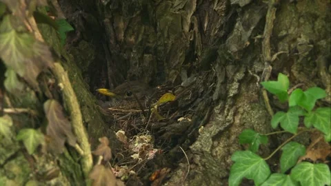  close up of blackbird sitting on a nest Stock Footage 324035577