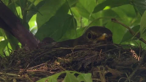 Close-up of blackbird sitting on open nest and incubating eggs Stock Footage 330948902