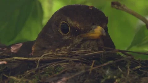 Close-up of blackbird sitting on open nest and incubating eggs 스톡 동영상 330948933