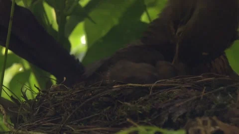 Close-up of blackbird sitting on open nest and incubating eggs Video stock 330948962