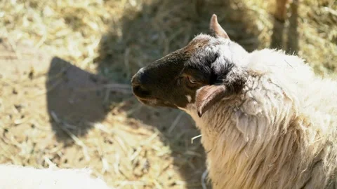 Close up of blackface sheep Vídeos de archivo 278848589