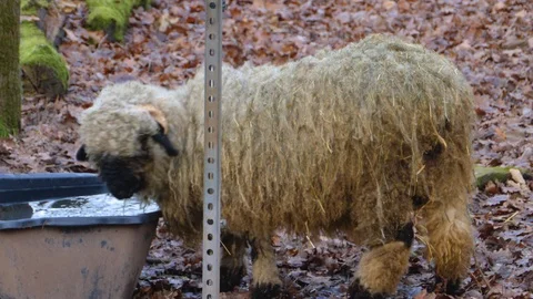 Close up of blacknose sheep Stock Footage 121928505