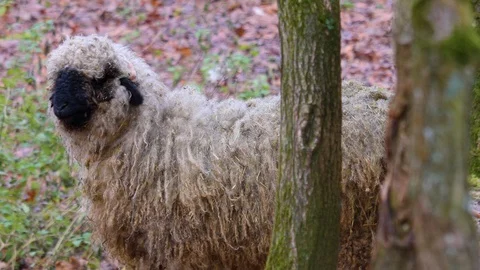 Close up of blacknose sheep Stock Footage 121929825