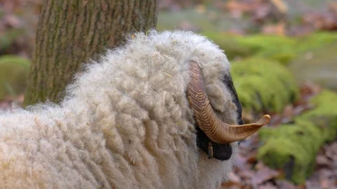 Close up of blacknose sheep Stock Footage 121930151