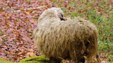 Close up of blacknose sheep Video stock 121930196