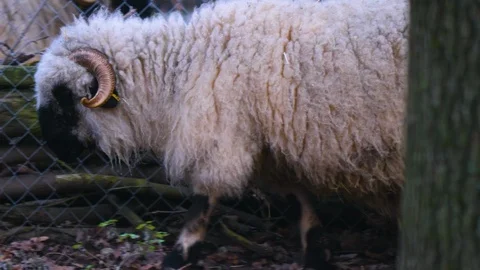 Close up of blacknose sheep Stock Footage 121930509