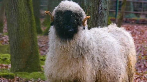 Close up of blacknose sheep Video stock 121930705