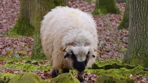 Close up of blacknose sheep Stock Footage 121930997