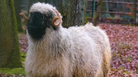 Close up of blacknose sheep Video stock 121931162