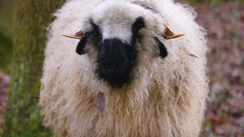 Close up of blacknose sheep Stock Footage 121931304