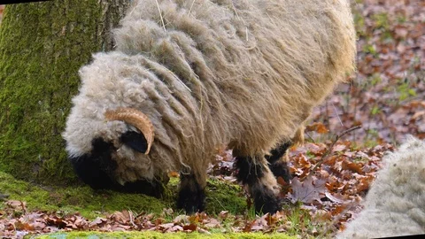 Close up of blacknose sheep Video stock 121931500