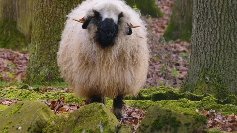 Close up of blacknose sheep Stock Footage 121931952