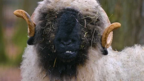 Close up of blacknose sheep head Stock Footage 121931516