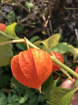 Close up of a Bladder cherry Physalis alkekengi, Stock Photos