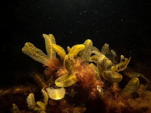 Close up of bladder wrack, also known as bladder fucus, pop weed, cut weed Stock Photos