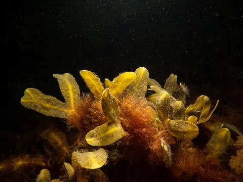 Close up of bladder wrack, also known as bladder fucus, pop weed, cut weed Stock Photos