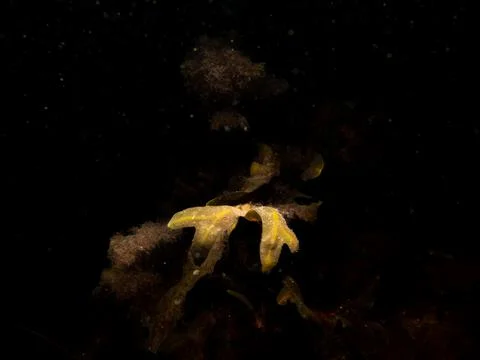 Close up of bladder wrack, also known as bladder fucus, pop weed, cut weed Stock Photos