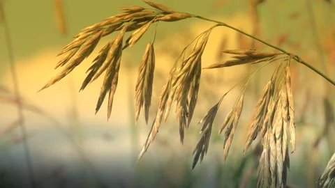 Close-up of a blade of grass swaying in the wind. Stock Footage 134402050