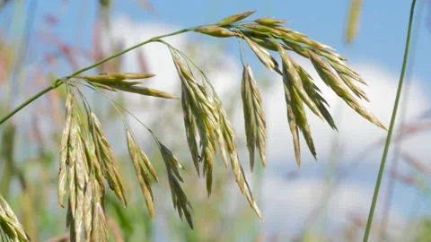 Close-up of a blade of grass swaying in the wind. Stock Footage 134402086