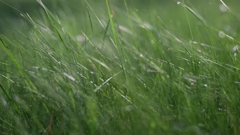 Close-up of blades of grass covered in dewdrops, glistening in the morning Stock Footage 286072761