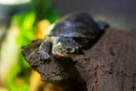 Close up of Blanding's turtle on log Stock Photos