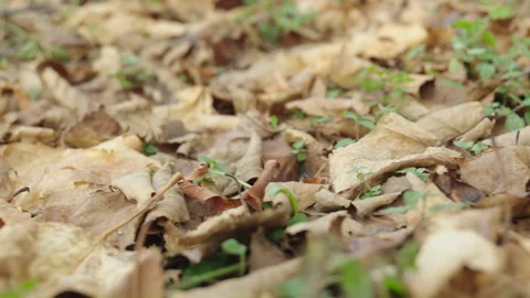 Close up on blanket of dead brown yellow autumn leaves on ground grass Vídeo Stock 255457004