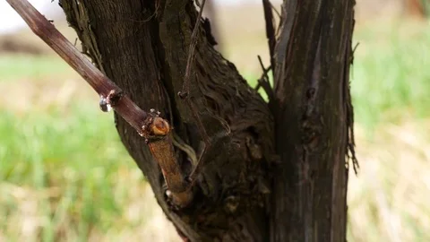 Close up bleeding grapevine Video stock 74274383