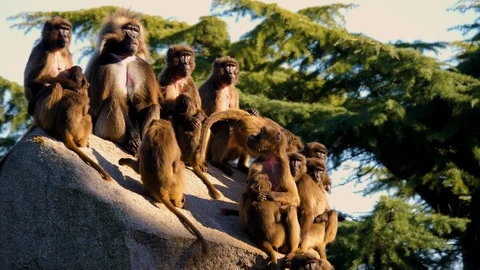 Close up of Bleeding heart monkey group Stock Footage 124443392