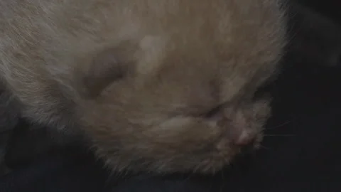 Close-up of a blind kitten of British breed. Stock Footage 120145772
