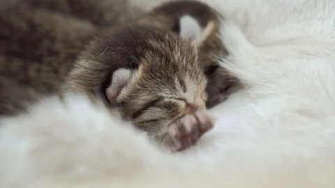 Close up of a blind newborn kittens sleeping on mothers belly. Stock Footage 95537128