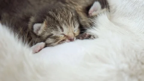 Close up of a blind newborn kittens sleeping on mothers belly. Stock Footage 95537200