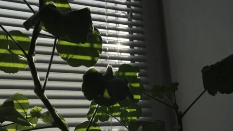 Close up blinds shutter window sunshine entering sun house appartments. Vidéo 207855523