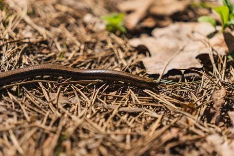 Close-up on a blindworm on the ground in early spring Foto stock