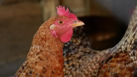Close-up of a blinking brown chicken hen on a farm 動画素材 337032680