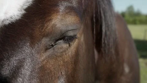 Close-up of a blinking horse's eye with several flies around it. Stock Footage 278546640