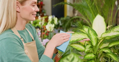 Close up blond middle age beautiful female business owner working, arranging and Stock Footage 274080419