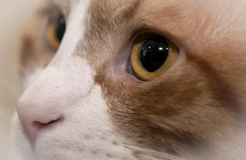 Close up on a blonde cat. Selective focus on  eye's pupil Stock Photos