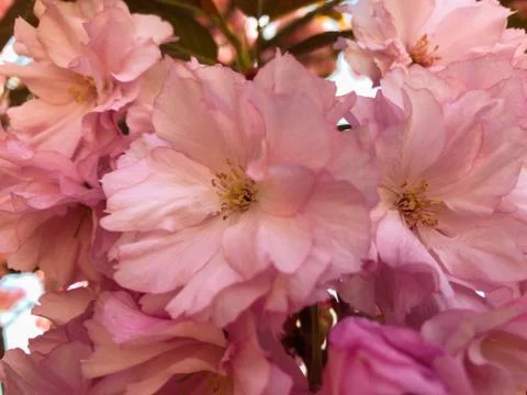 Close-up bloom from flowering Cherry Tree Stock Photos