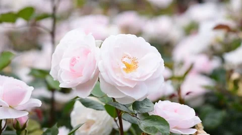 Close up bloom pink flower with wind blow. Stock Footage 65772751