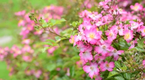 Close up bloom pink flower with wind blow and flying bubble. Stock Footage 66421047