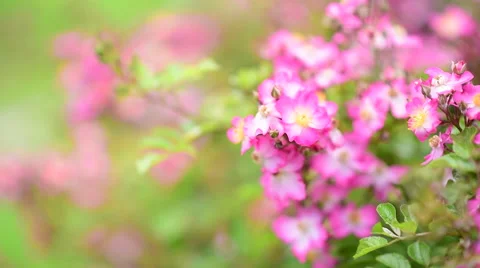 Close up bloom pink flower with wind blow and flying bubble. 스톡 동영상 66421081