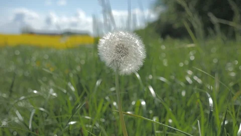 Close up of bloomed dandelion swinging in the wind under blue sky Stock Footage 108034468