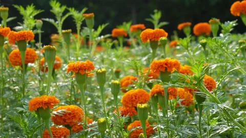 Close-up of the bloomed marigold flowers Stock Footage 316242227