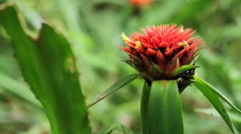 Close-up of bloomed red flower Stock Footage 48740454