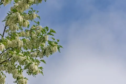 Close-Up Of Blooming Acacia Tree Branches Against Blue Sky In Springtime, R.. Foto stock