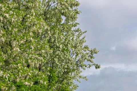 Close-Up Of Blooming Acacia Tree Branches Against Blue Sky In Springtime, R.. Foto stock