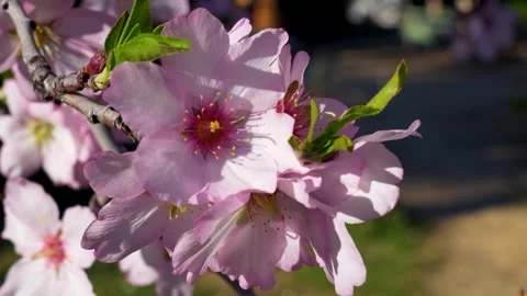 Close-up of a blooming almond tree with a delicate pink flower in sharp focus Stock Footage 329519364
