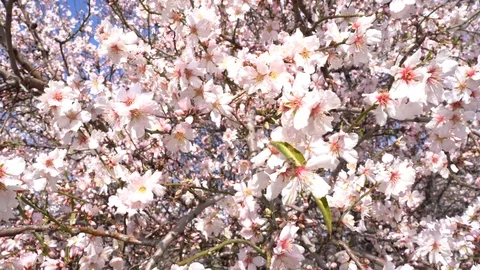 Close up of blooming Almond tree Stock Footage 125759068