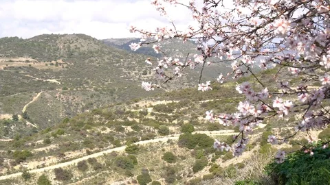 Close up of blooming Almond tree Stock Footage 125760566